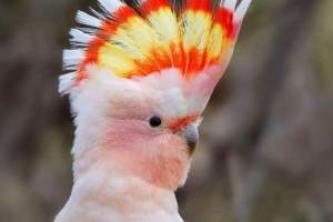 Какада інків - найкрасивіший серед співробітника Какада інків - найкрасивіший серед співробітника